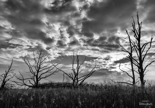 Abendstimmung am Pfrunger Burgweiler Ried